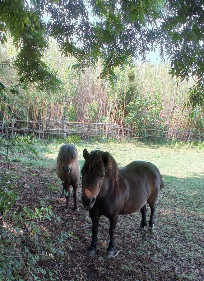 Le Mas Neuf 1752 Arlés Exterior foto
